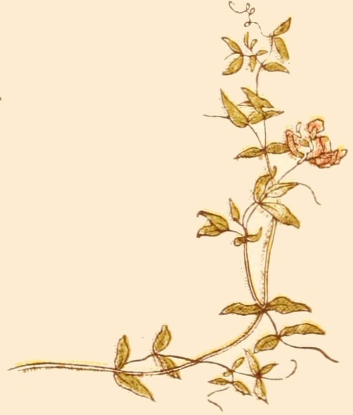Bellflower Flower Drawing Images