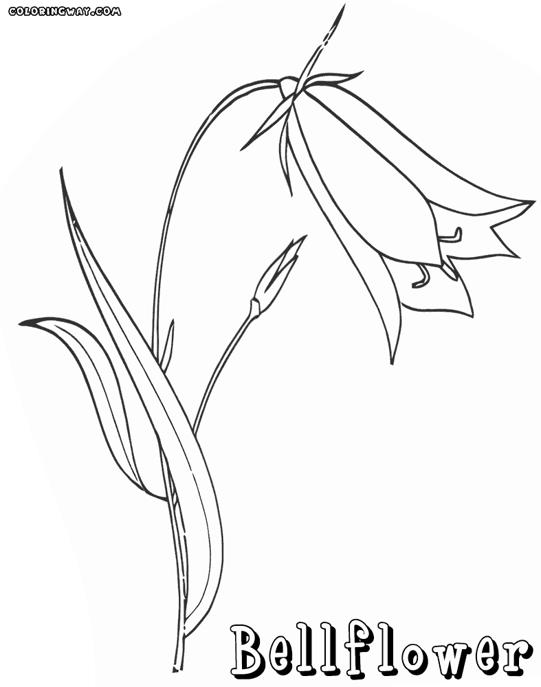 Bellflower Flower Drawing Photo