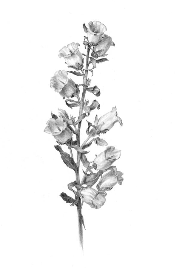 Bellflower Flower Drawing Pic