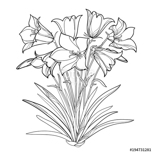 Bellflower Flower Drawing Pics
