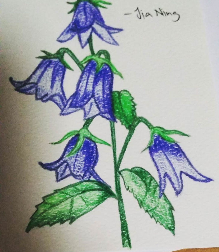 Bellflower Flower Drawing Sketch