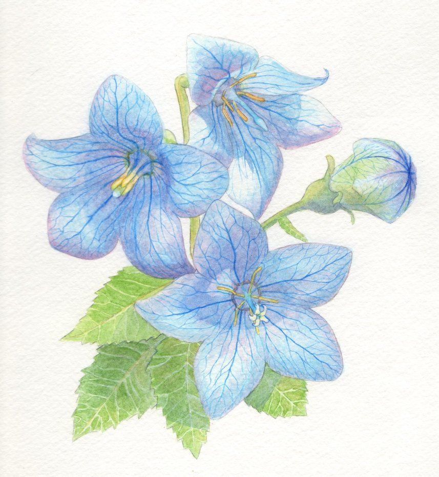 Bellflower Flower Drawing