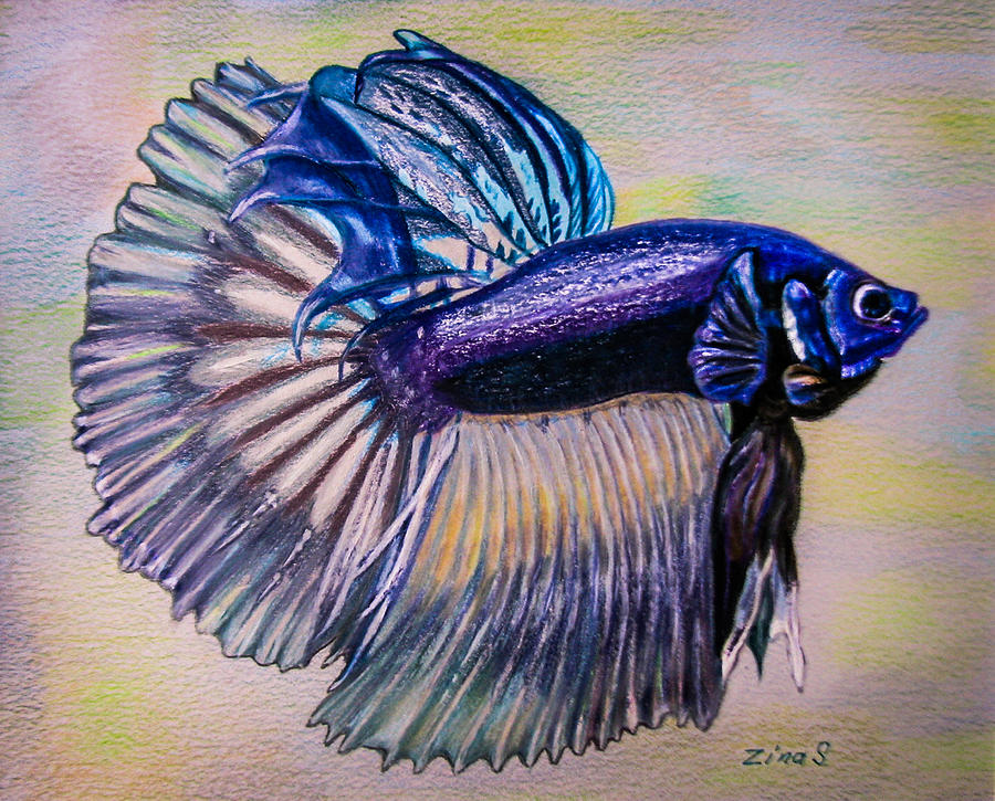 Betta Fish Art Drawing