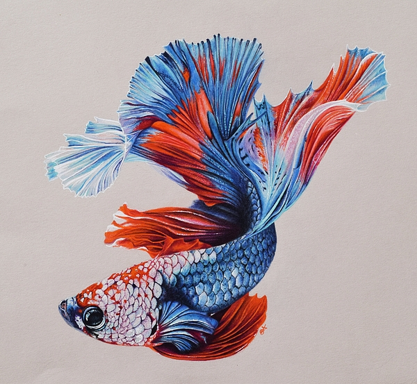 Betta Fish Drawing Amazing