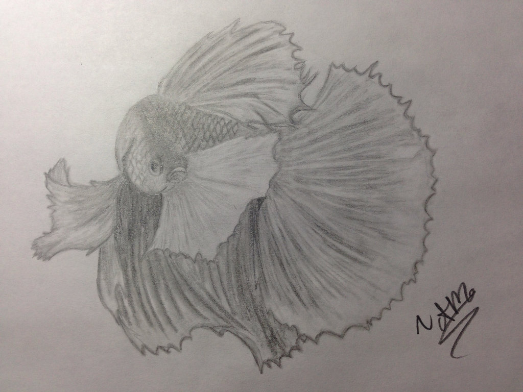 Betta Fish Drawing Art