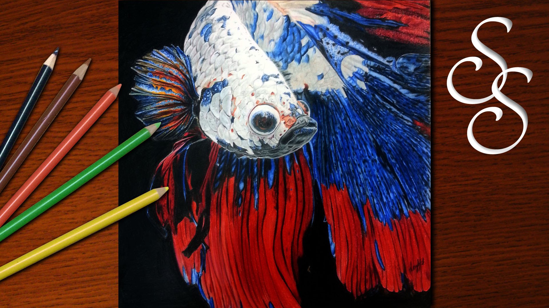 Betta Fish Drawing Beautiful Art