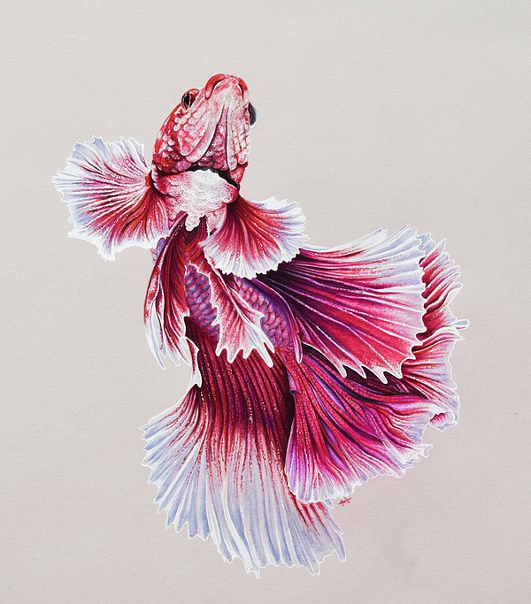 Betta Fish Drawing Beautiful Image