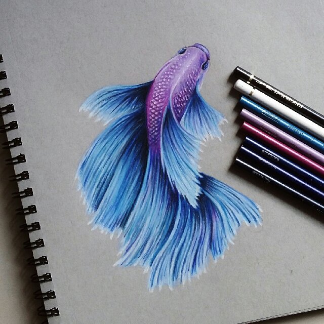Betta Fish Drawing Creative Art