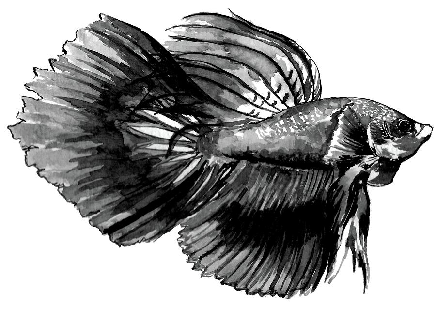 Betta Fish Drawing High-Quality