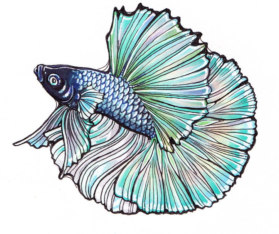 Betta Fish Drawing Image