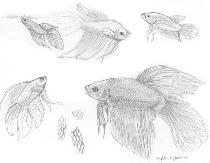 Betta Fish Drawing Pics