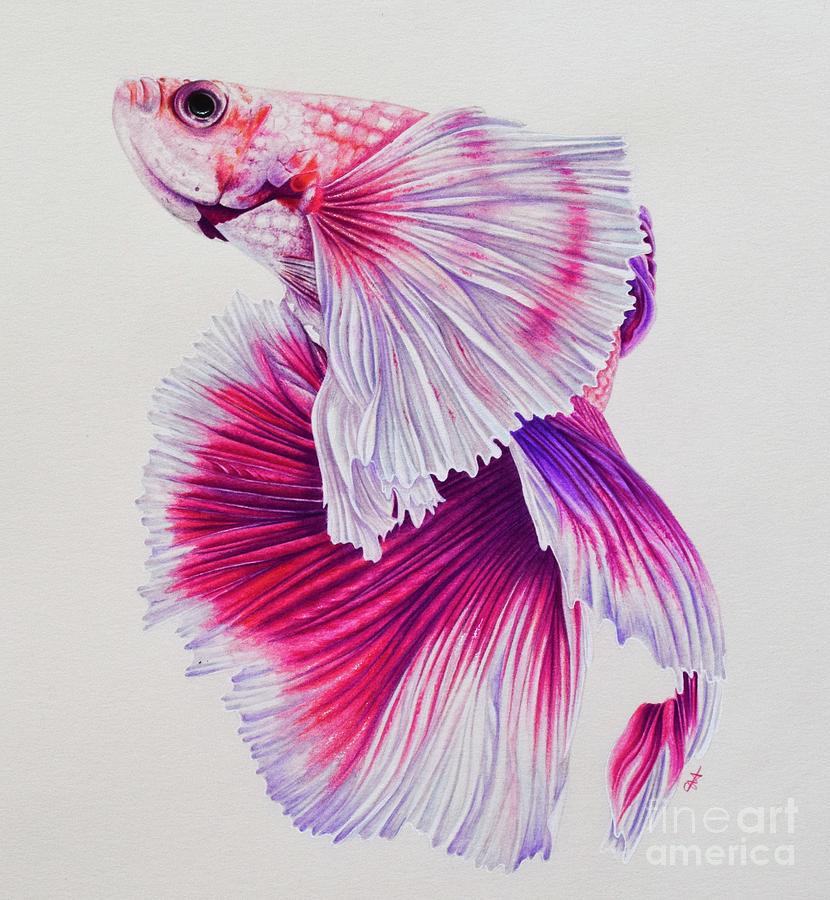 Betta fish color drawing by Katy Lipscomb Art | No. 1386