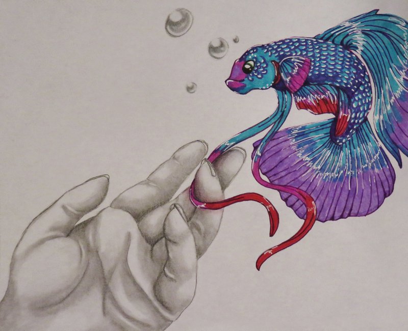 Betta Fish Drawing Realistic