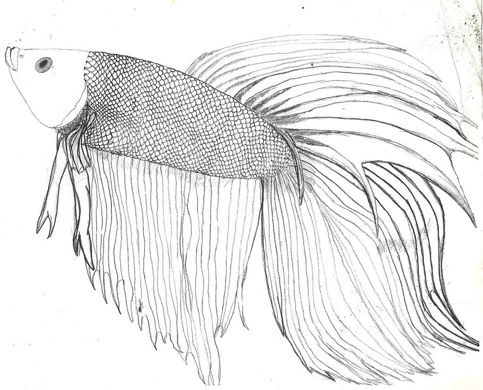 Betta Fish Drawing Sketch