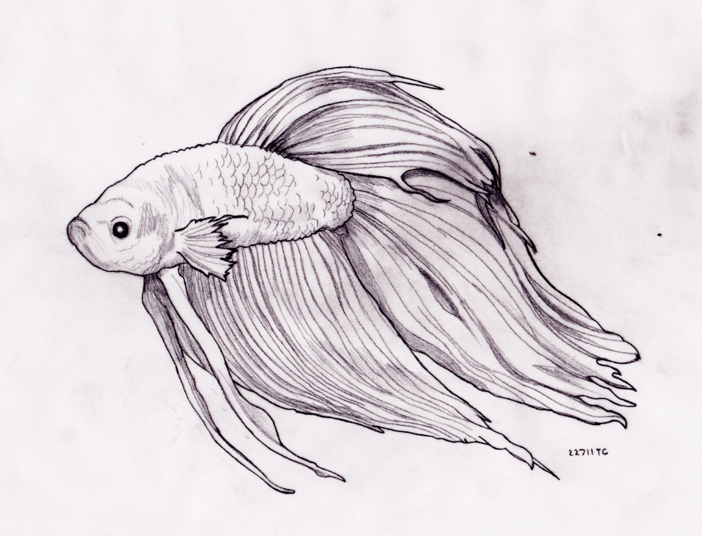 Betta Fish Drawing