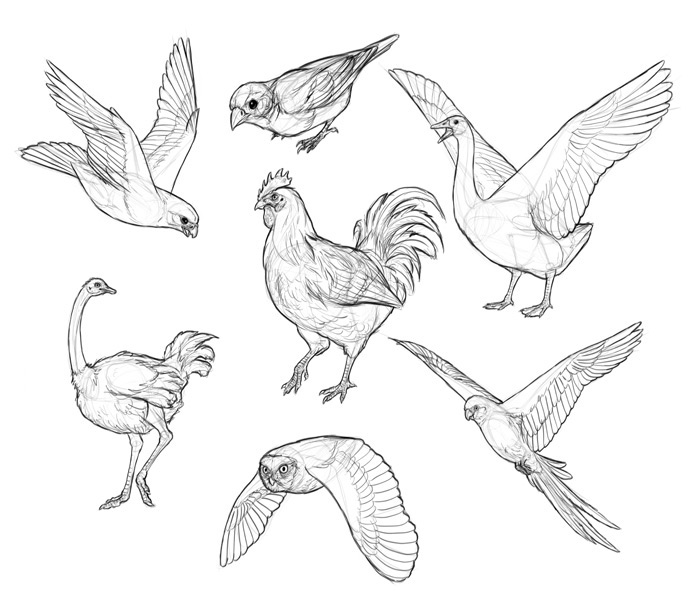 Birds Drawing Amazing