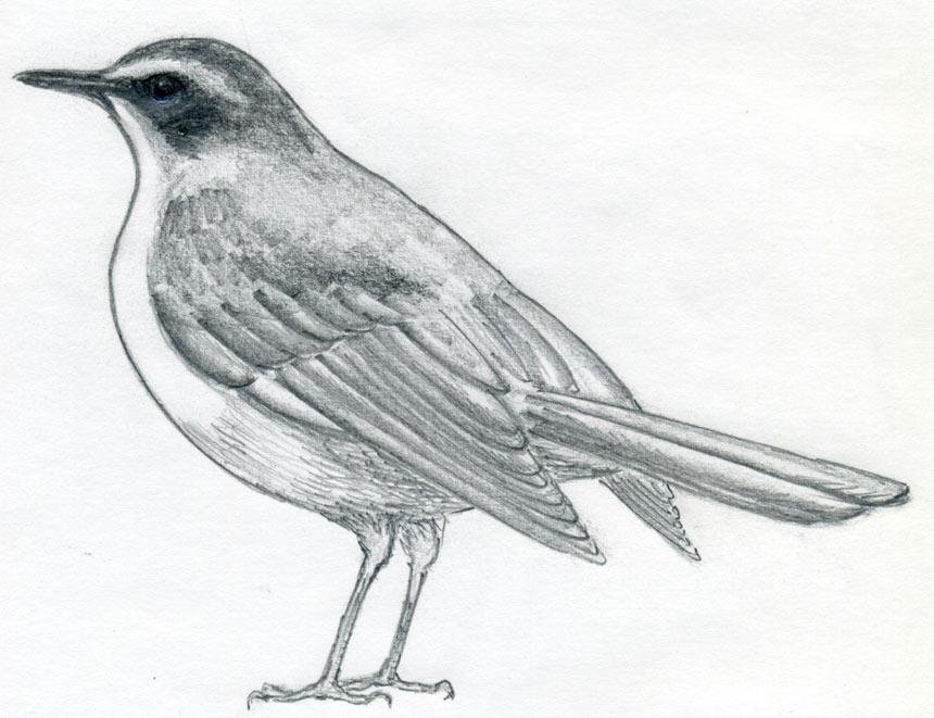 Birds Drawing Realistic