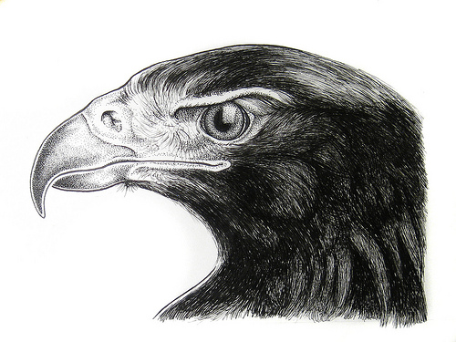 Birds Prey Drawing Image