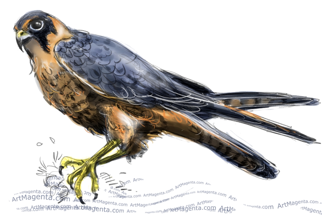 Birds Prey Drawing Images