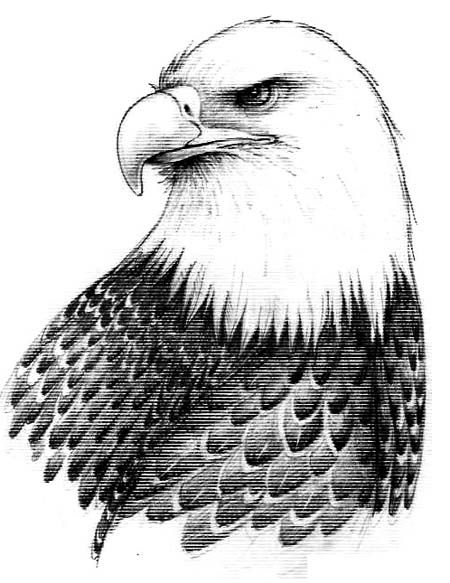 Birds Prey Drawing Photo