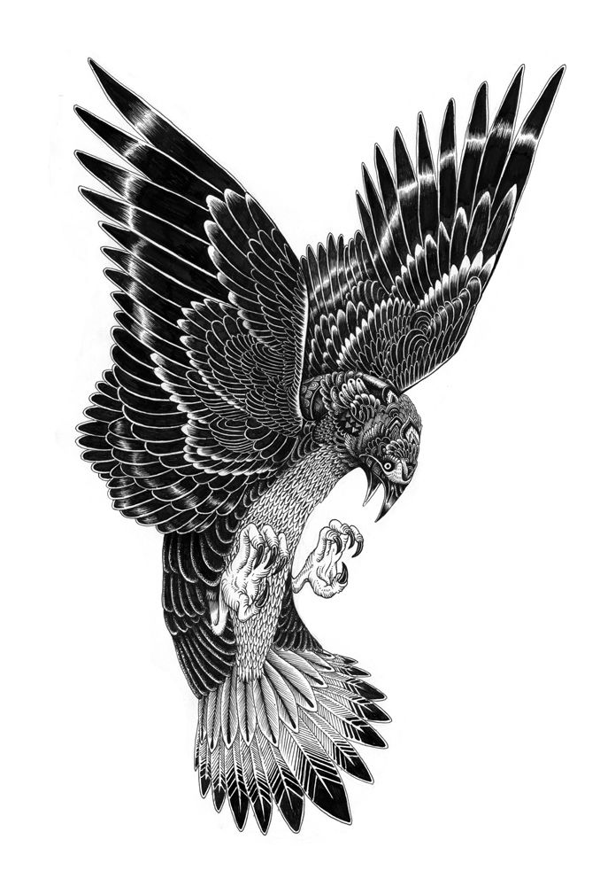 Birds Prey Drawing Picture