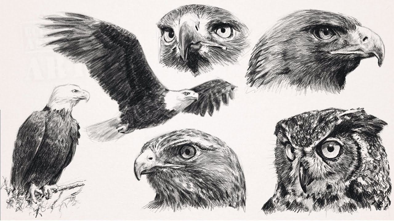 Birds Prey Drawing Pictures