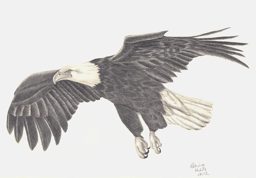 Birds Prey Drawing Realistic