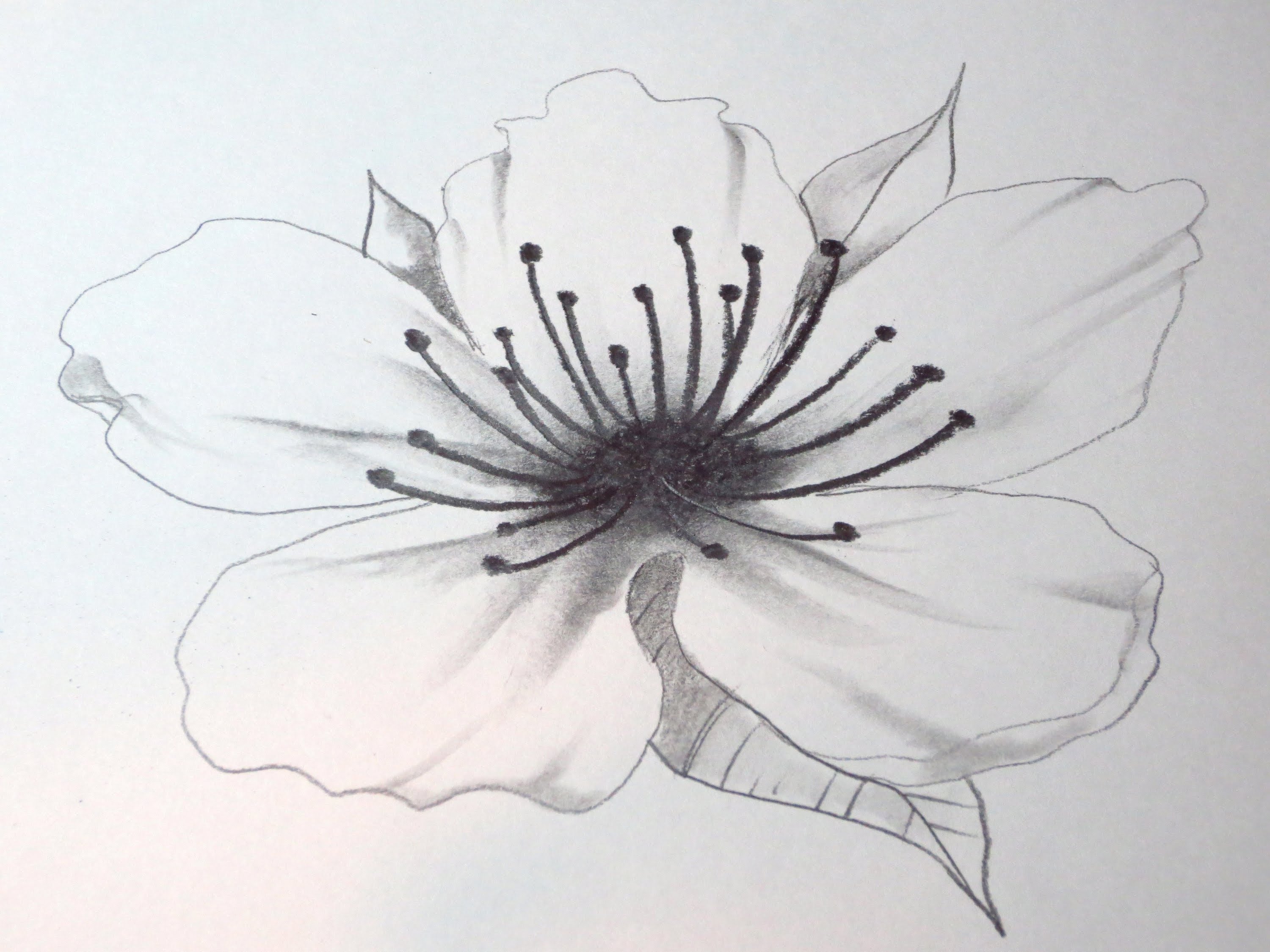 Blossom Flowers Drawing Beautiful Image