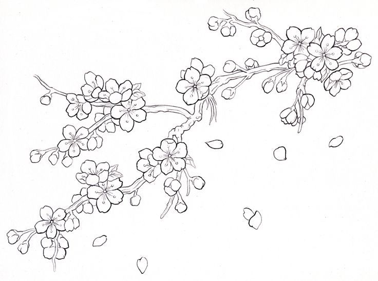 Blossom Flowers Drawing Pics