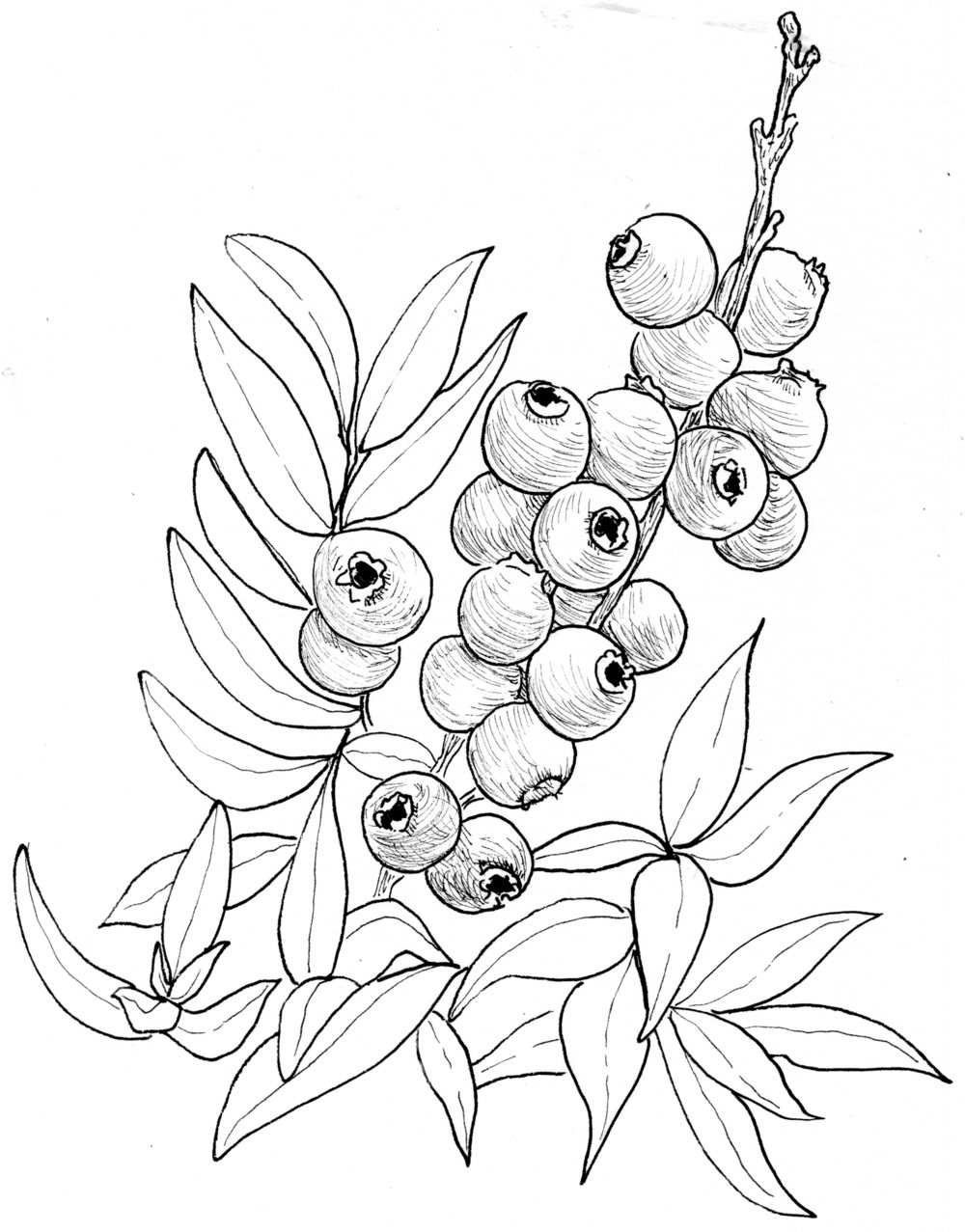 Premium Vector  Blueberries branch hand drawing blueberry berry and leaf  hand drawn sketch illustration