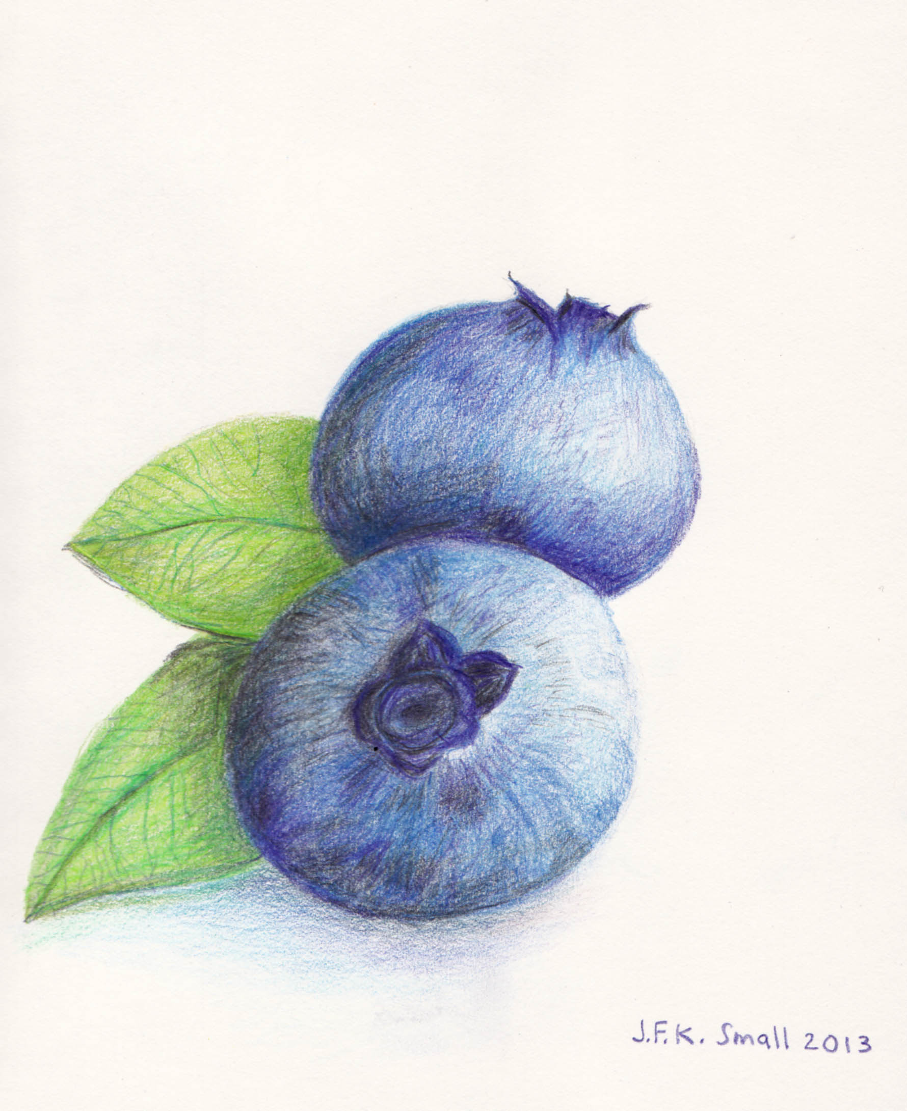 Blueberries Drawing Pic