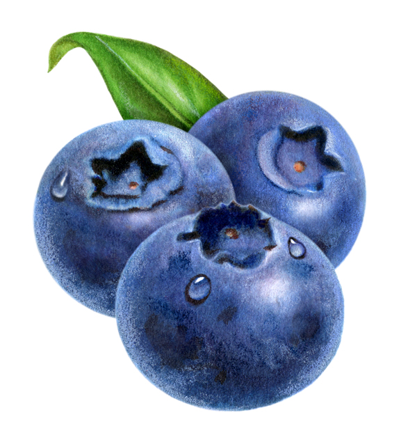 Blueberries Drawing