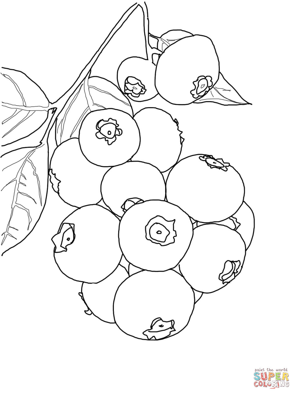 Blueberries Picture Drawing