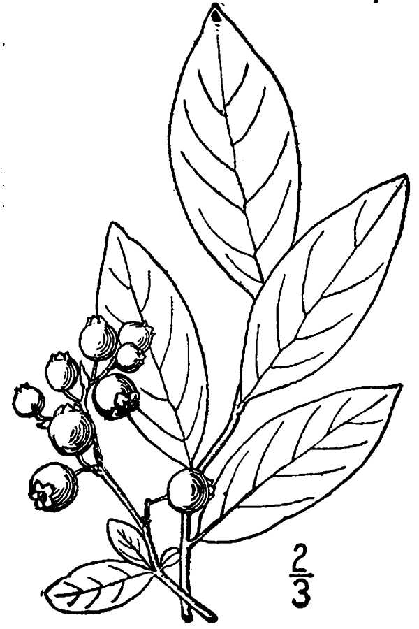 Blueberries Realistic Drawing