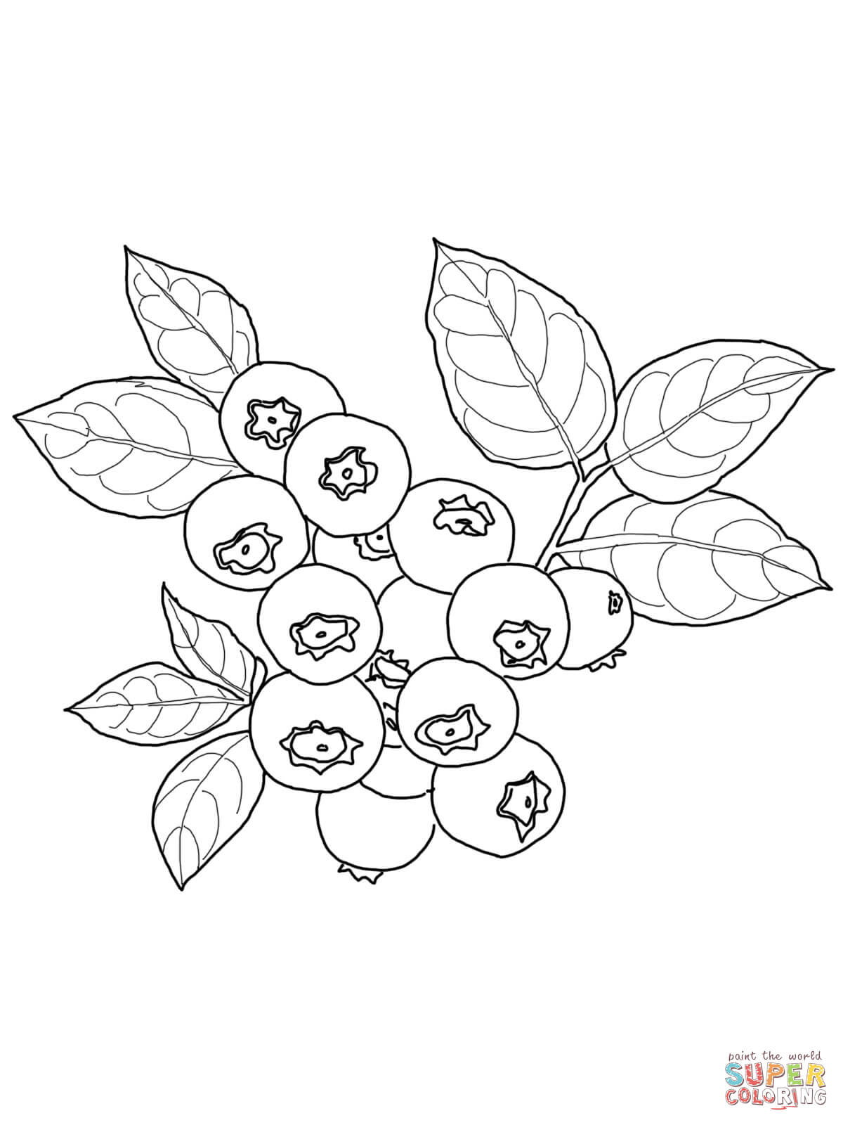 Blueberries Sketch