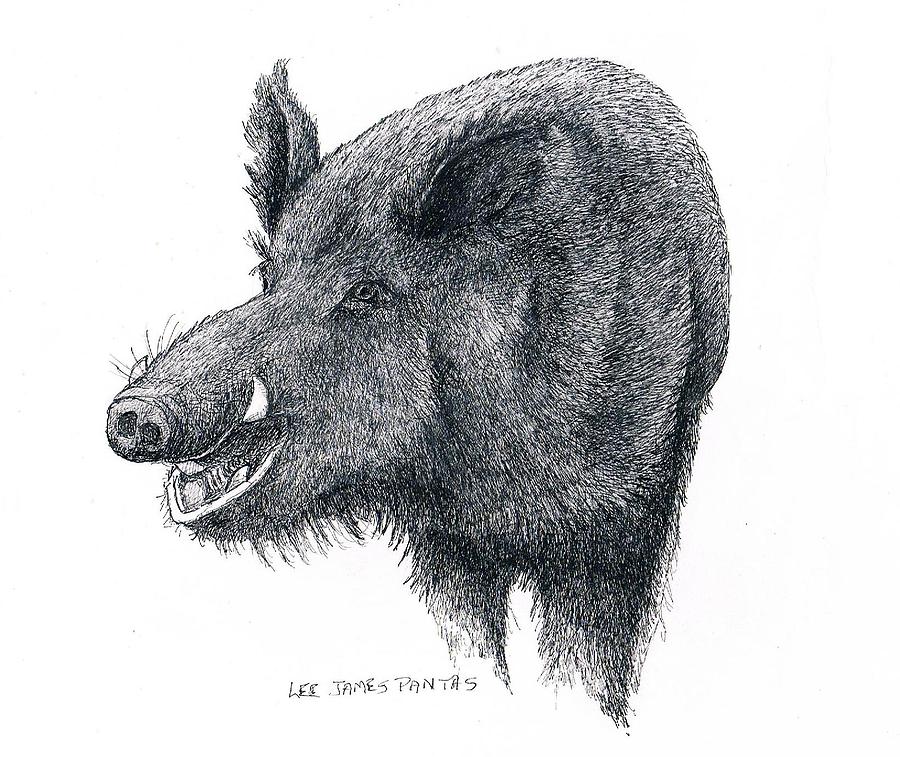 Boar Drawing Amazing