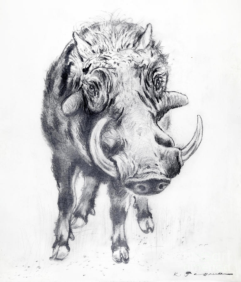 Boar Drawing Beautiful Image