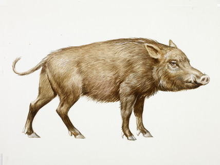 Boar Drawing Image
