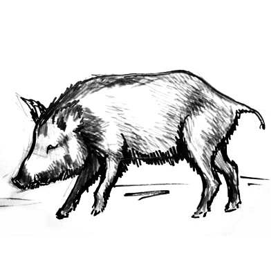 Boar Drawing Pic