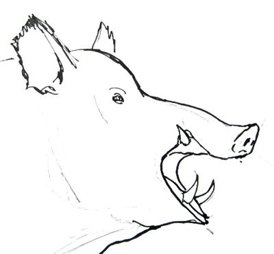 Boar Drawing Realistic