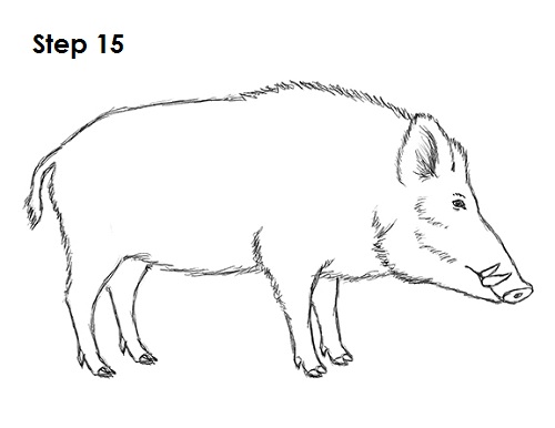 Boar Drawing Sketch