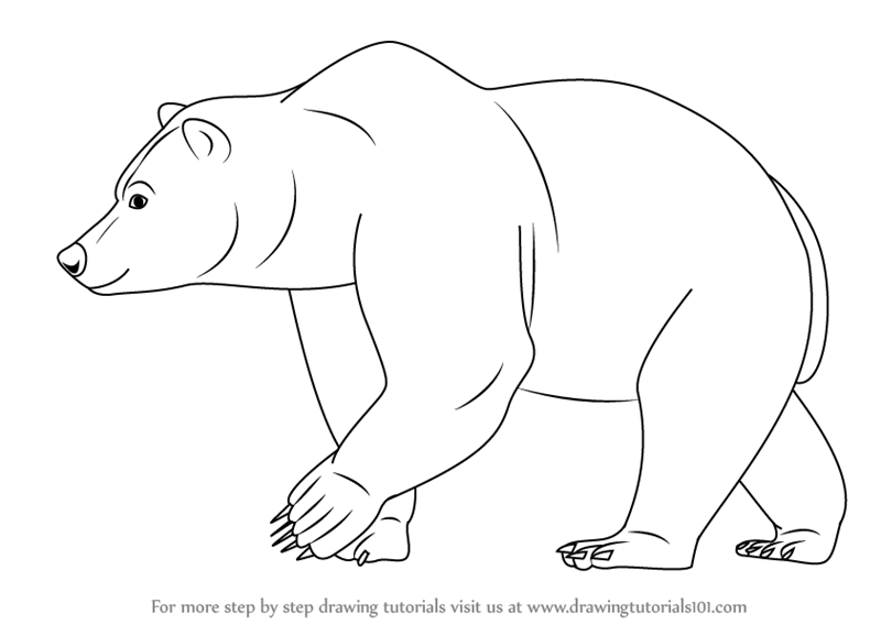 Brown Bear Drawing Amazing