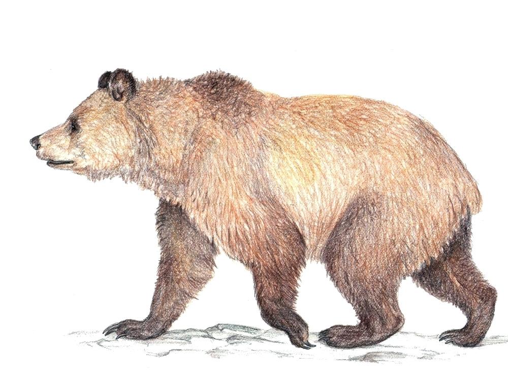 Brown Bear Drawing Image