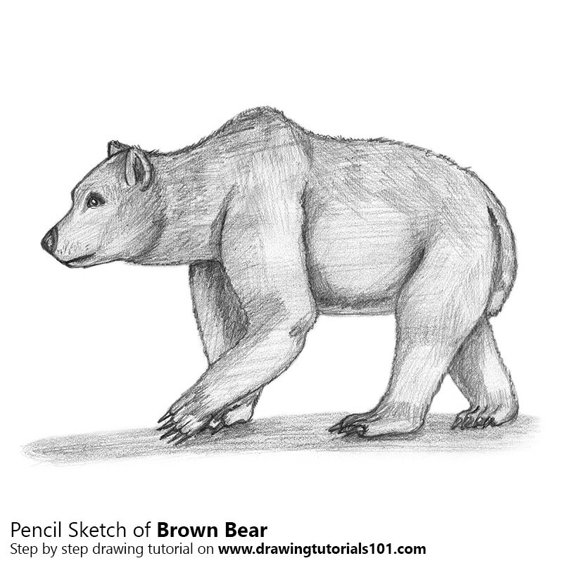 Brown Bear Drawing Pic