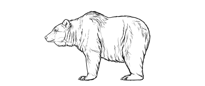 Brown Bear Drawing Realistic