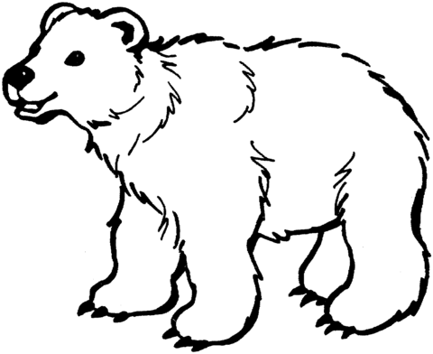Brown Bear Drawing - Drawing Skill