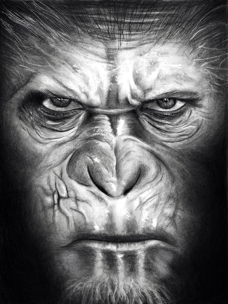 Caesar Ape Drawing Picture