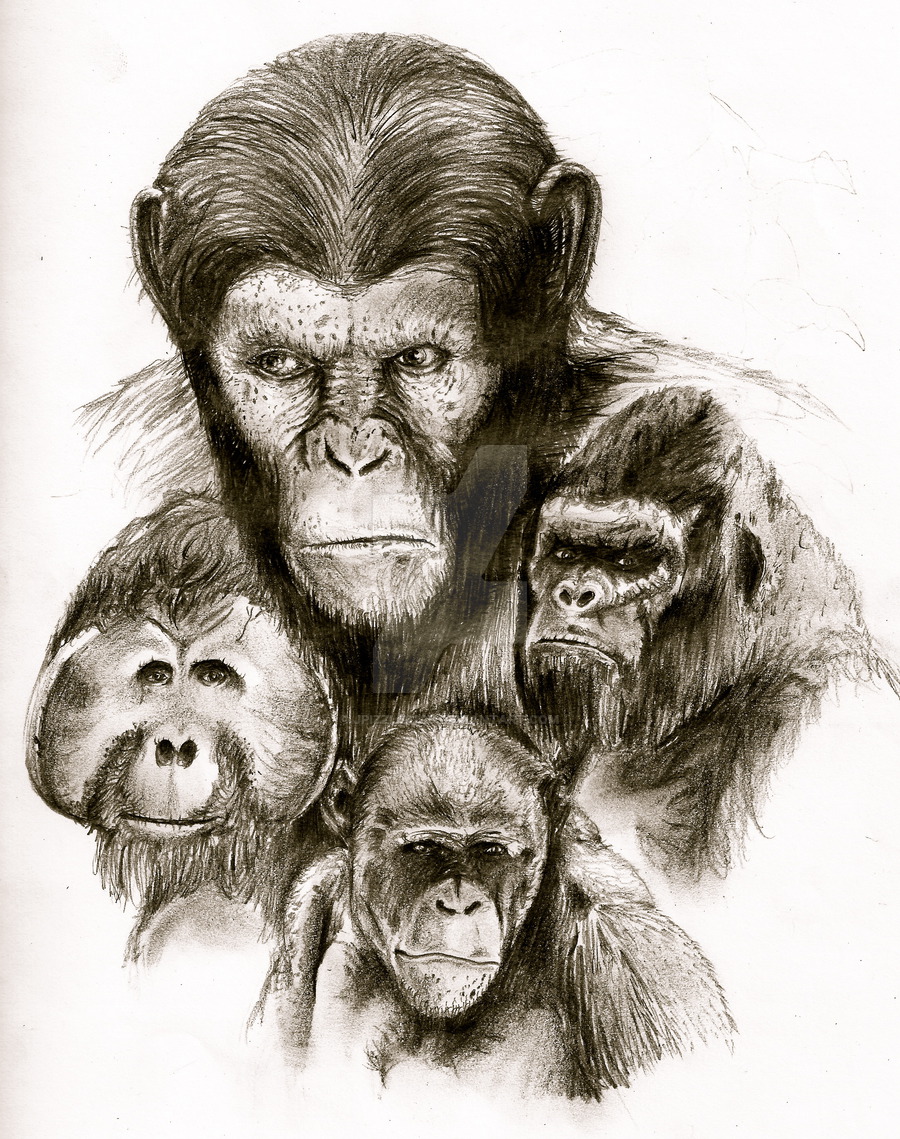 Caesar Ape Drawing