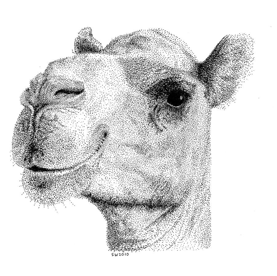 Camel Drawing Photo