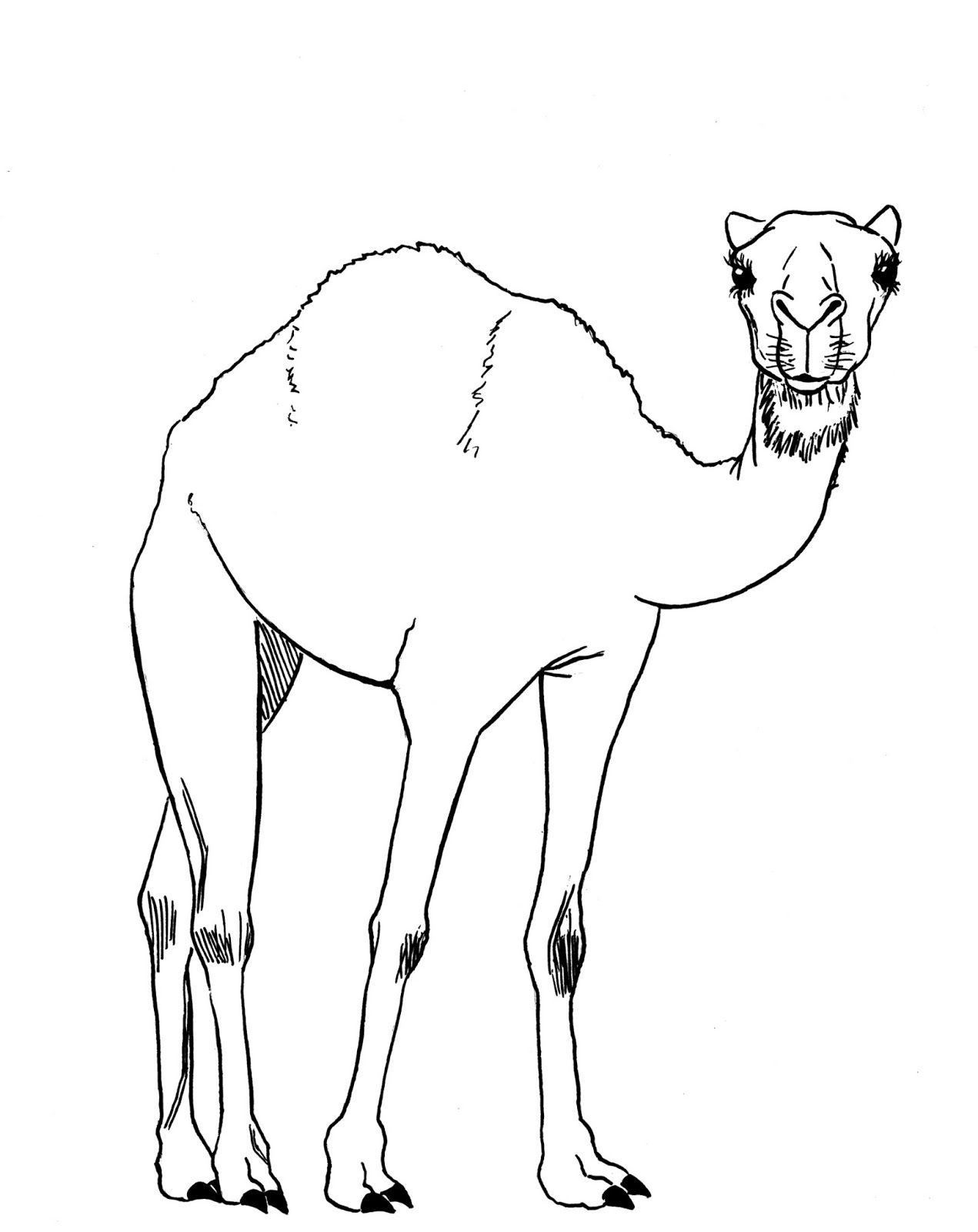 Camel Drawing Pics